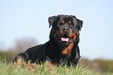 ROTTWEILER 598